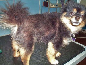 Shaving a dog 2024 with a double coat