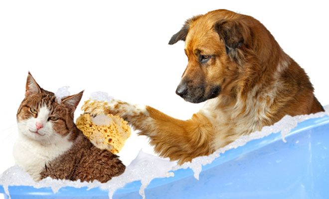 dog and cat grooming