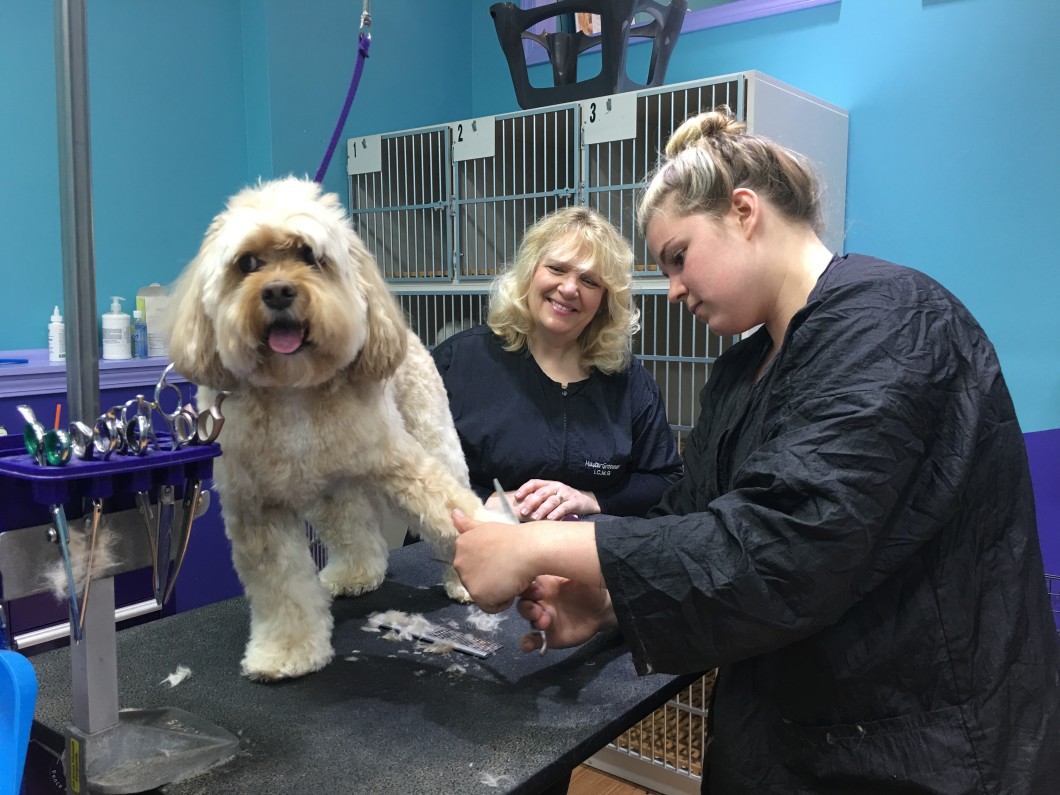 Low Cost Weekly Coat Maintenance At Love Fur Dogs